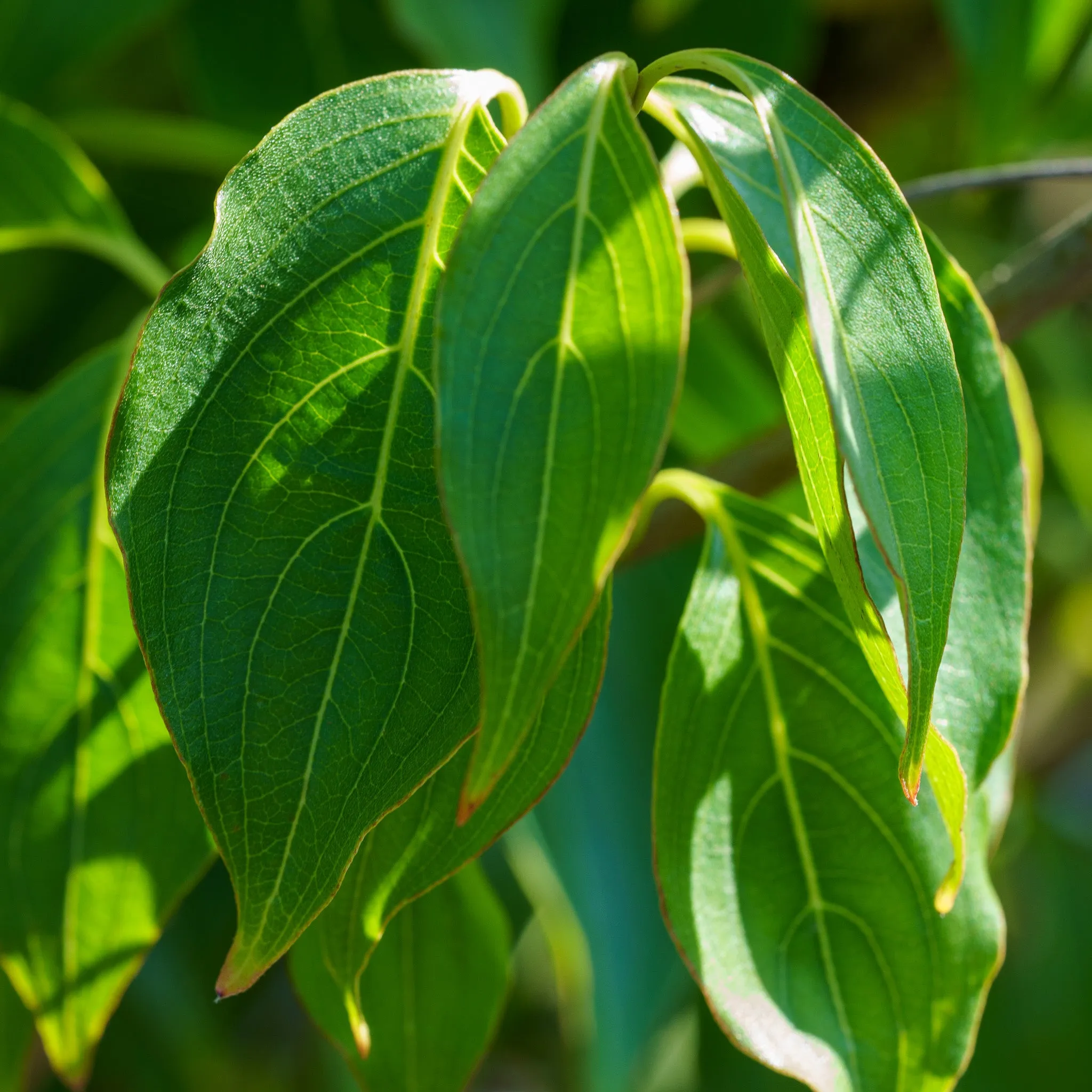 Little Poncho Dogwood