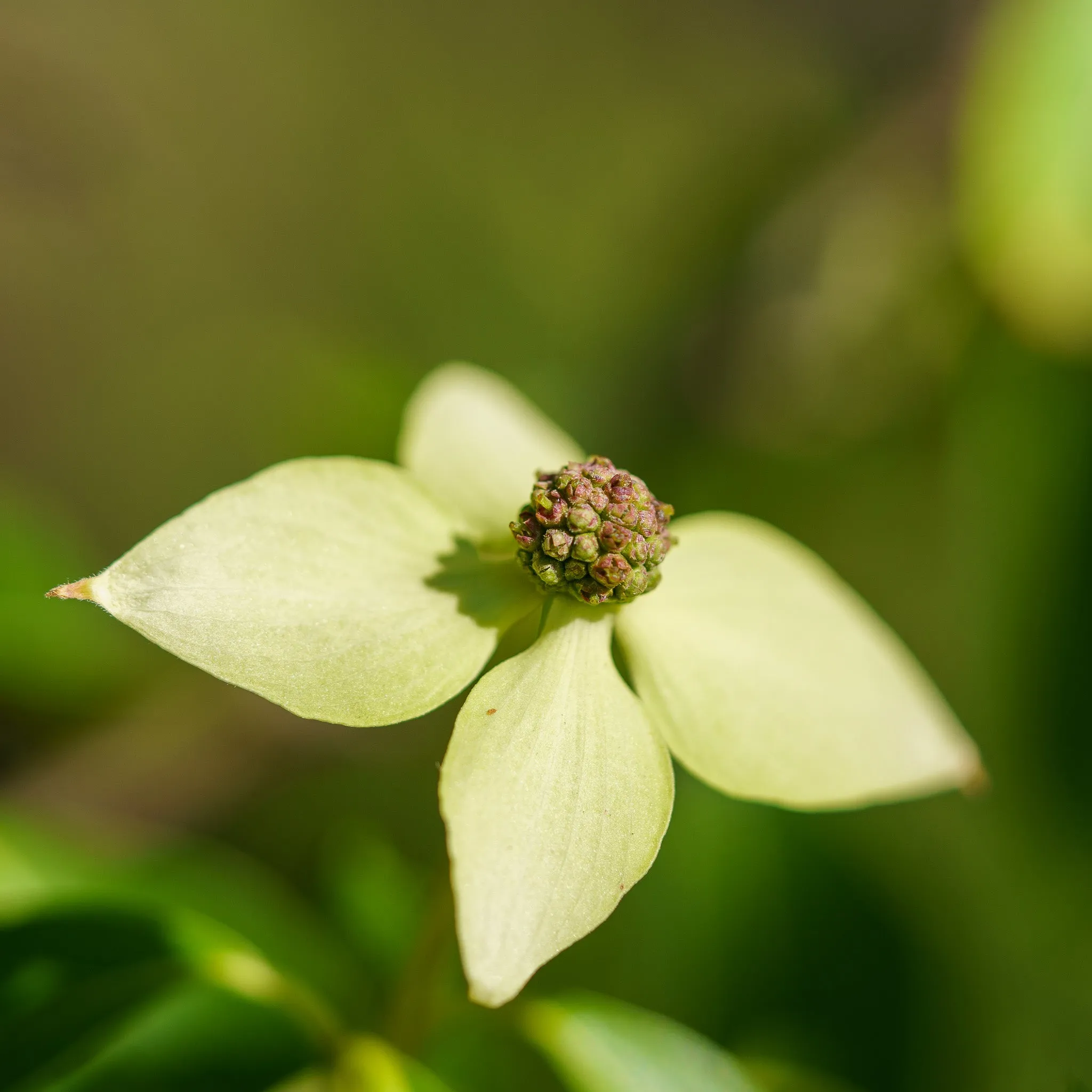 Little Poncho Dogwood