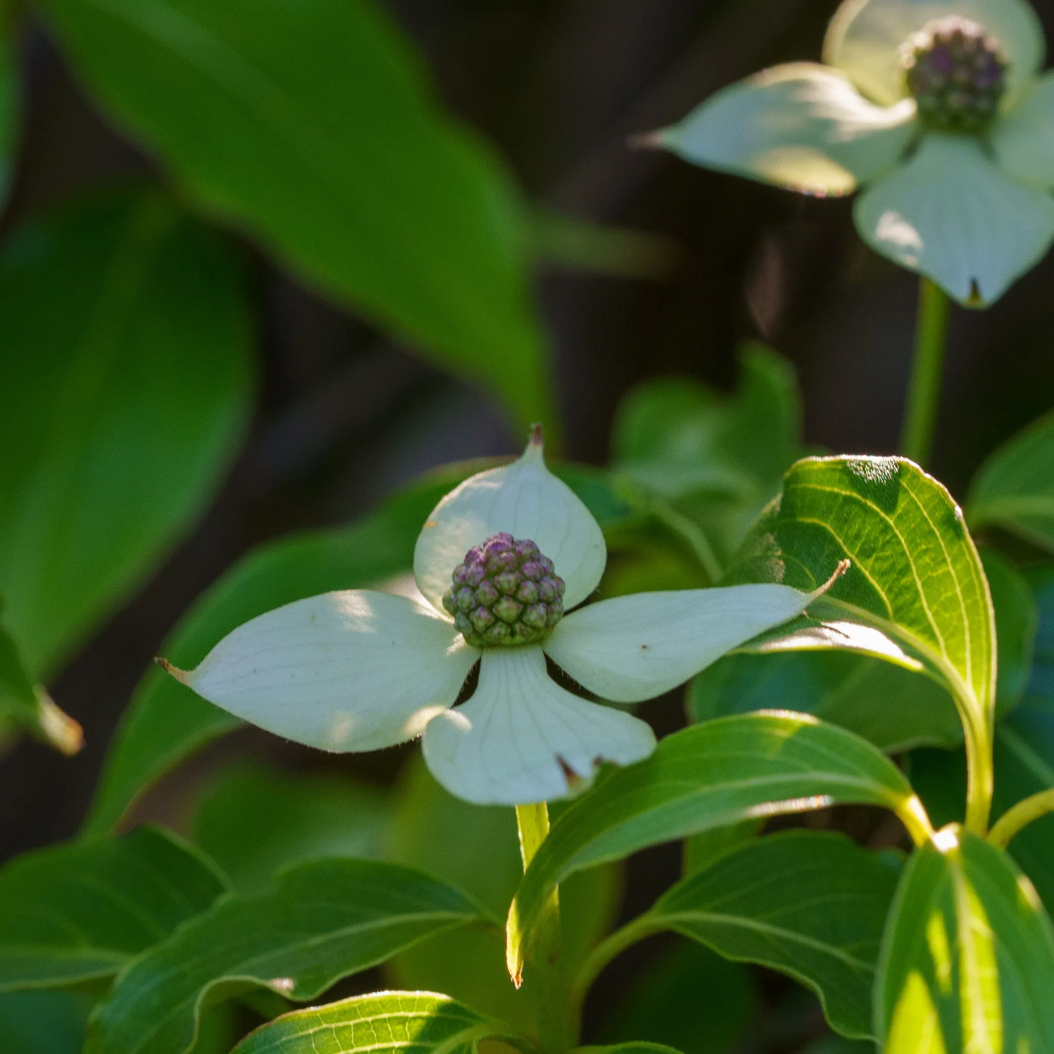 Little Poncho Dogwood