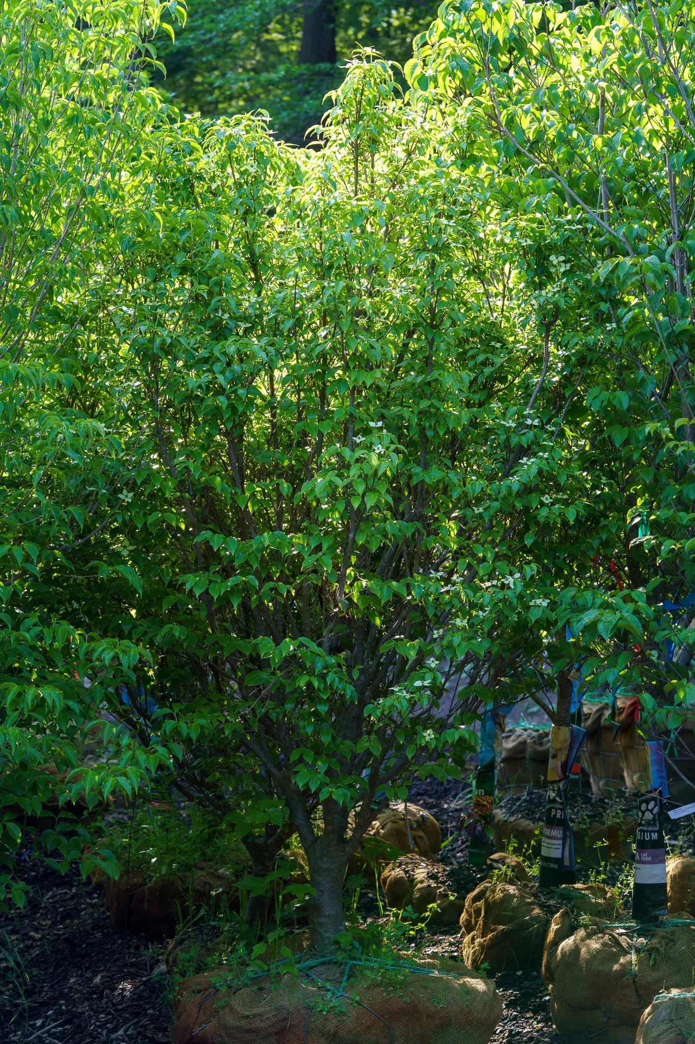 Little Poncho Dogwood