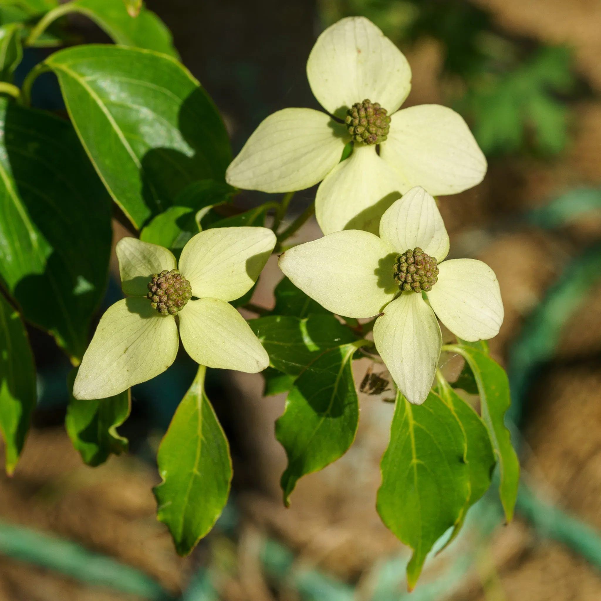 Little Poncho Dogwood