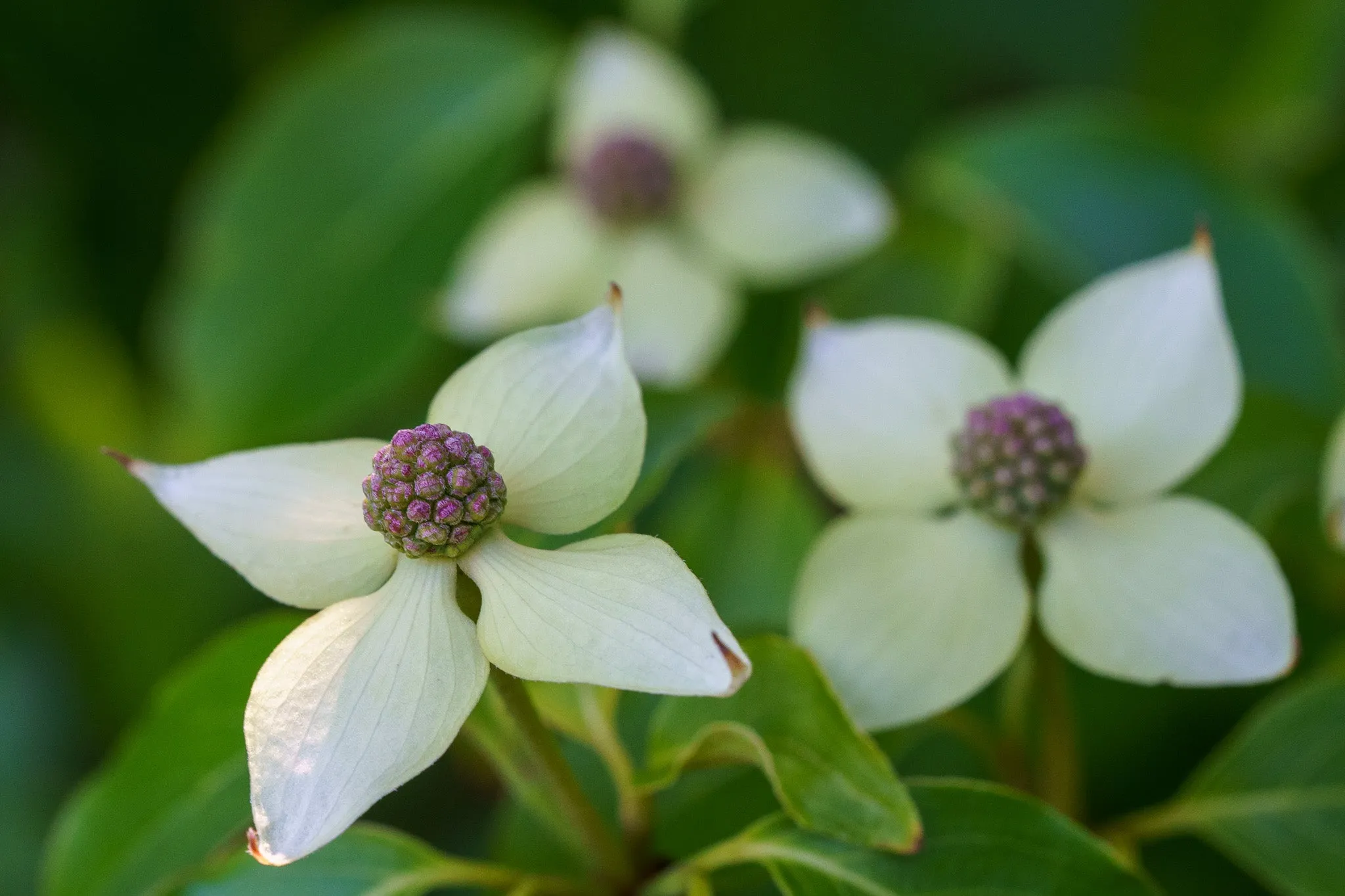 Little Poncho Dogwood